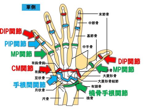 手指第一節|【図解】手の指の骨の名前・関節まとめ！痛みや変形。